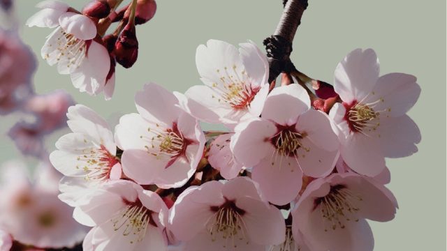 Blossom-Final